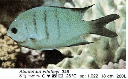 Abudefduf whitleyi